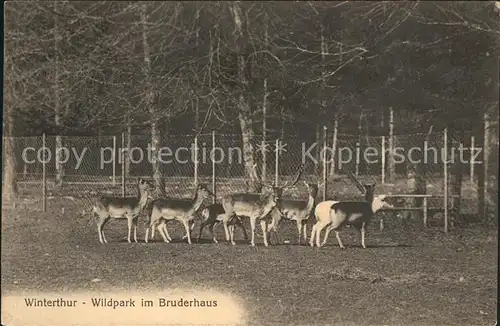 Hirsch Rehe Winterthur Wildpark Bruderhaus Kat. Tiere