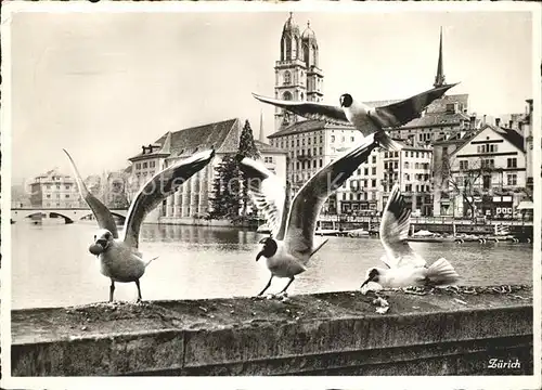 Moewen Zuerich Kat. Tiere