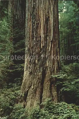 Baeume Trees Prairie Creek Redwoods State Park  Kat. Pflanzen