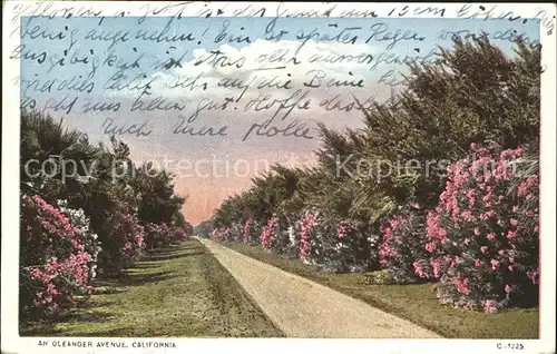 Pflanzen Blueten Oleander Avenue California Kat. Pflanzen