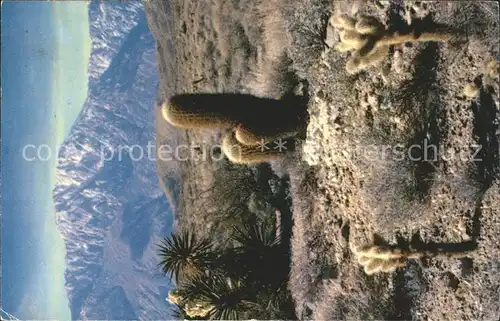 Kakteen Desert Panorama Cholla cactus Barrel cactus Mojave Yucca  Kat. Pflanzen