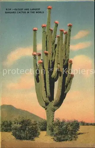 Kakteen Sahuaro Cactus  Kat. Pflanzen