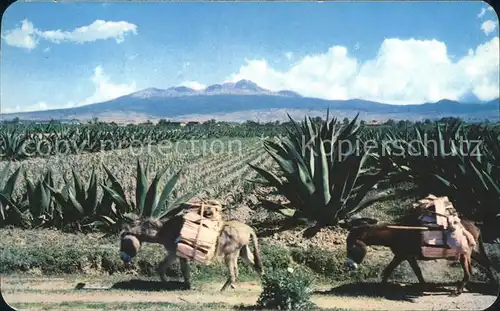 Esel Tiere Burros Magueyes Nevado de Toluca  Kat. Tiere