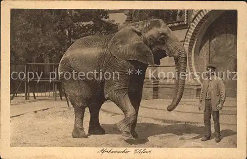 Elefant Afrikanischer Elefant Kat. Tiere