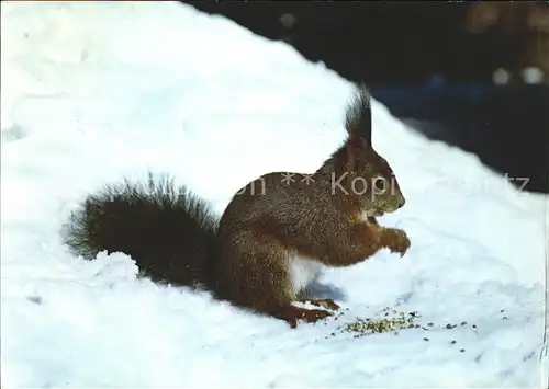 Eichhoernchen Ecureuil Squirrel Kat. Tiere