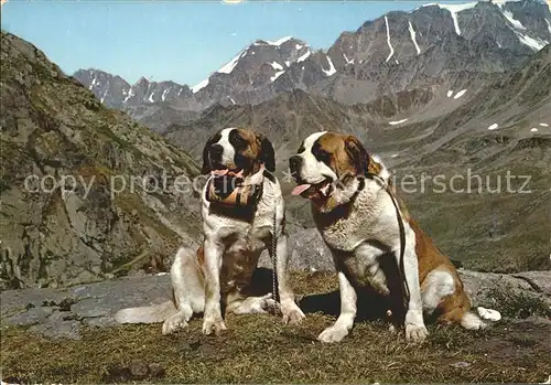 Bernhardiner Gr. St. Bernard Kat. Tiere