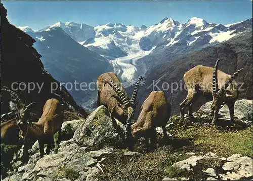 Steinbock Steinboecke Piz Albris Berninagruppe Kat. Tiere