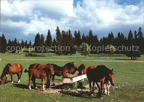 Pferde Paturage du Jura Franches Montagnes Kat. Tiere