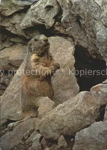 Murmeltier Marmotte Kat. Tiere