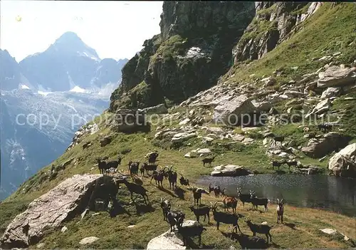 Ziege Passo di Piatto Corona di Redorta  Kat. Tiere