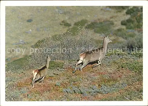 Tiere Hirschkuh Cervidae Cervus elaphus Kat. Tiere