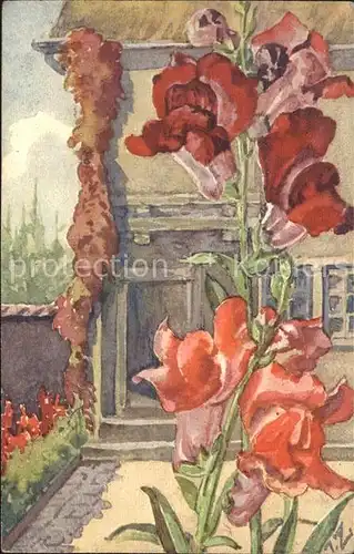 Zuercher J. Antirrhinum majus max. Loewenmaul Kat. Kuenstlerkarte