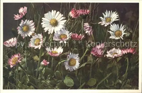 Blumen Gaensebluemchen Massliebchen Bellis perennis Kat. Pflanzen