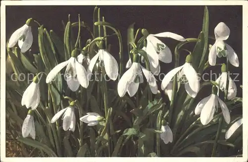 Blumen Schneegloeckchen Galanthus nivalis Kat. Pflanzen