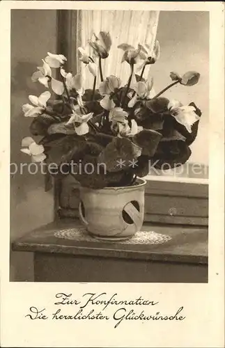 Blumen Alpenveilchen Konfirmation Glueckwunsch Kat. Pflanzen