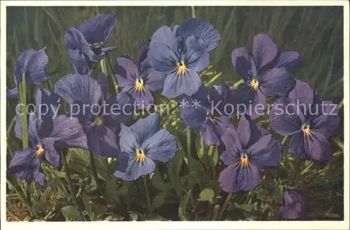 Blumen Langsporniges Veilchen Viola calcarata Kat. Pflanzen