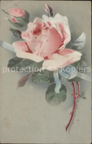 Rosen  Kat. Pflanzen