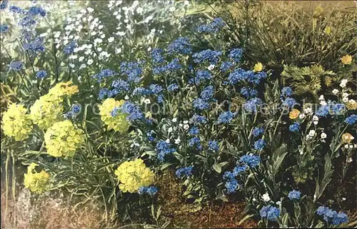 Verlag Photochromie Nr. 888 Serie 518 Erysimum Cheiranthus Myosotis alpestris Saxifraga adscendens Kat. Verlage