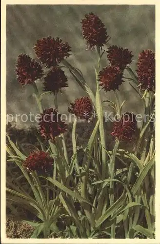 Blumen Nigritella angustifolia Maennertreu Kat. Pflanzen