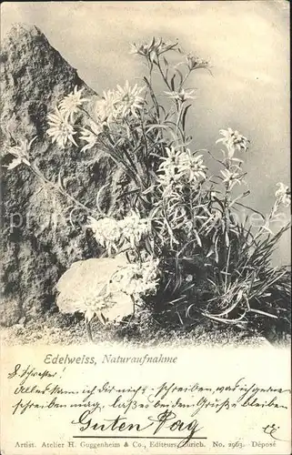 Edelweiss Naturaufnahme Kat. Pflanzen