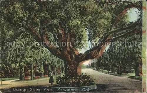 Baeume Trees Orange Grove Ave. Pasadena California Kat. Pflanzen