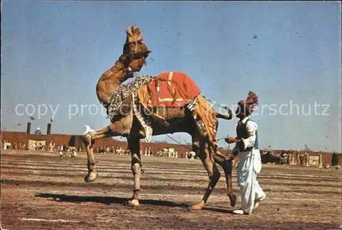 Kamele Tanz Pakistan Dancing Camel  Kat. Tiere