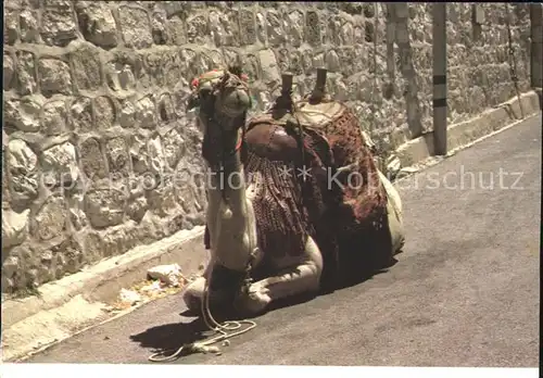 Kamele Israel Kat. Tiere