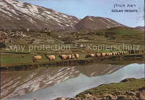 Schafe Golan Heights Golanhoehen Magdal Shams Mt. Hermon Kat. Tiere