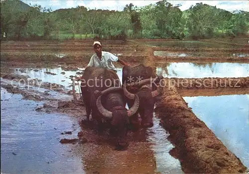 Landwirtschaft Pfluger Reisfeld Wasserbueffel Pflug Sri Lanka Kat. Landwirtschaft