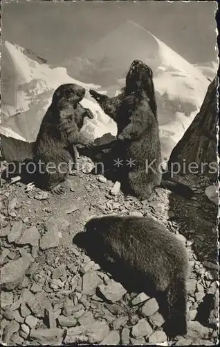 Murmeltier Eigergletscher  Kat. Tiere