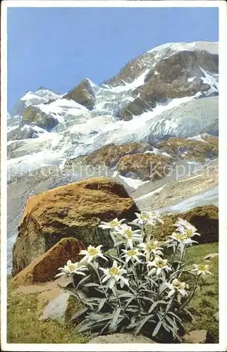 Verlag Photochromie Nr. 1488 Edelweiss Engadin Berninagruppe Kat. Verlage