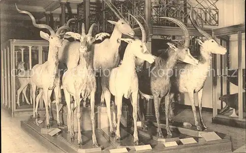 Tiere Antilopen Musee Royal d Histoire Naturelle Bruxelles  Kat. Tiere