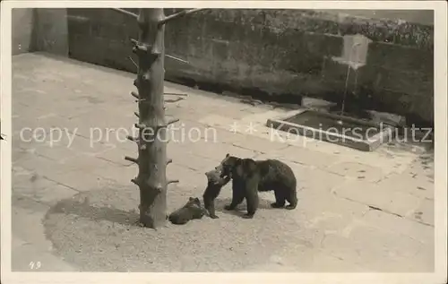 Baeren Bern Baerengraben Kat. Tiere