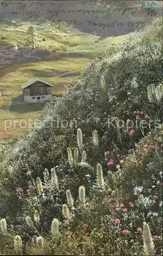 Verlag Photochromie Nr. 523 Campanula thyrsoides Strauss Glockenblume Kat. Verlage