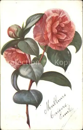 Blumen Kamelien Camellia japonica  Kat. Pflanzen