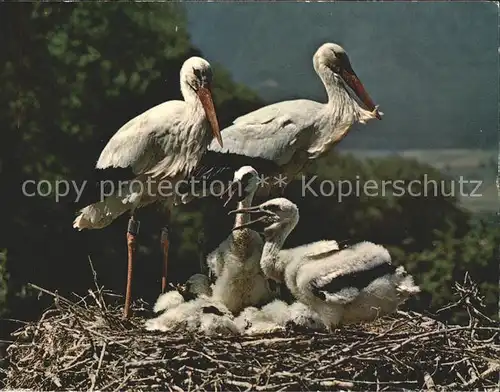 Storch Stoerche Altreu So. Schweizerische Vogelwarte Sempach Kat. Tiere