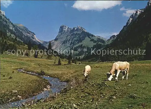 Kuehe Justistal Sigriswil Merligen Thunersee  Kat. Tiere