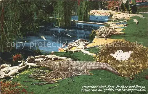 Krokodile Alligator s Nest Eggs California Alligator Farm Los Angeles Kat. Tiere