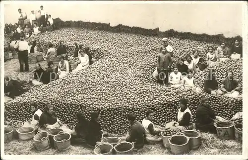 Orangen Oranges Valencia Pais de los Naranjos  Kat. Landwirtschaft