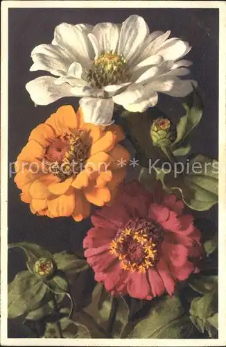 Blumen Zinnie Zinnia elegans  Kat. Pflanzen