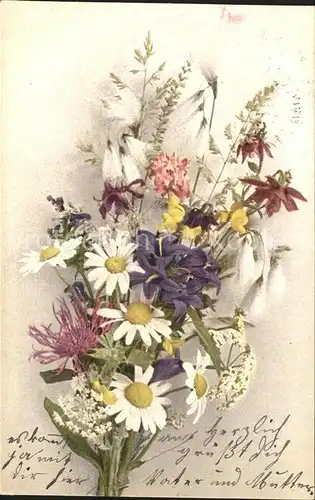 Blumen Margeriten Knaeuel Glockenblume Berg Flockenblume Kat. Pflanzen