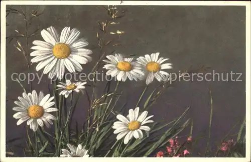 Blumen Wucherblume Chrysanthemum Leucanthemum Kat. Pflanzen