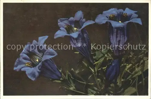 Blumen Kochscher Enzian Gentiana Kochiana  Kat. Pflanzen