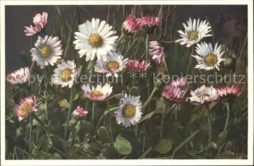 Blumen Gaensebluemchen Massliebchen Bellis perennis Kat. Pflanzen