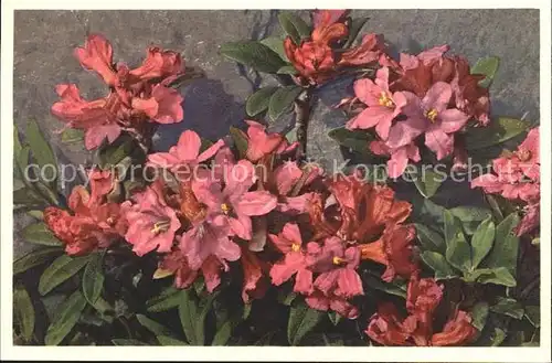 Blumen Rostblaettrige Alpenrose Rhododendron ferrugineum Foto E. Gyger Nr. 2823 Kat. Pflanzen