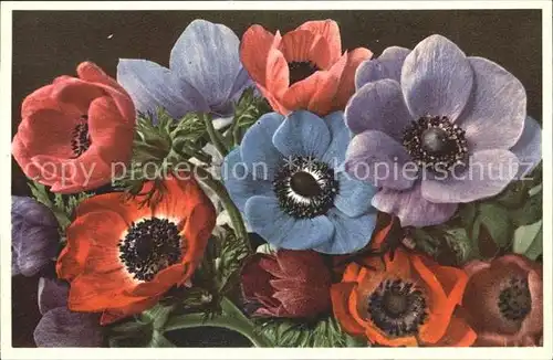 Blumen Kronen.Anemonen Anemone coronaria Foto E. Gyger Nr. 732 Kat. Pflanzen