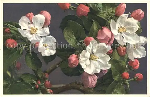 Blumen Apfelbluete Pyrus Malua Foto E. Gyger Nr. 734 Kat. Pflanzen