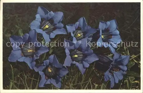 Blumen Kochscher Enzian Gentiana Kochiana Foto E. Gyger Nr. 1502 Kat. Pflanzen