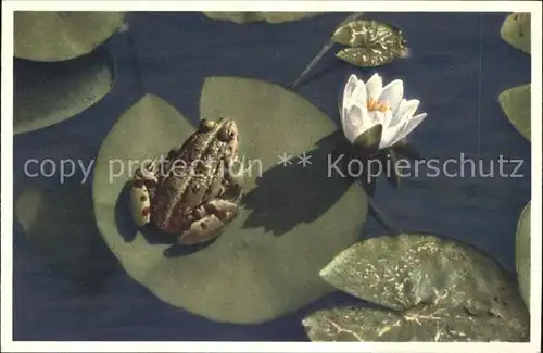 Froesche Weisse Seerose Foto E. Gyger Nr. 3008 Kat. Tiere