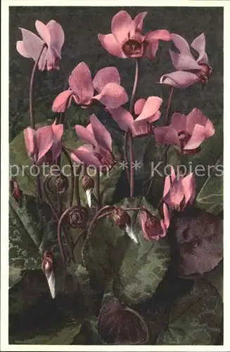 Blumen Alpenveilchen Cyclamen europaeum Foto E. Gyger Nr. 1288 Kat. Pflanzen